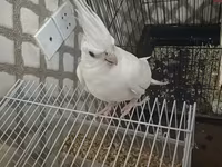 Məhsul: Nimfa (Cockatiel) cütü və aksesuarlarla geniş qəfəs dəsti — foto 3