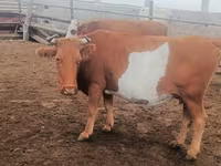 بقرة, Simmental cattle — الصورة 3