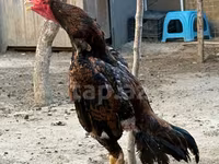 Chickens — 1-сурет