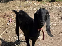 Dişi keçi, Kamori goats — foto 4