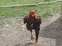 Chickens — Foto 2