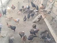 Chickens — الصورة 2