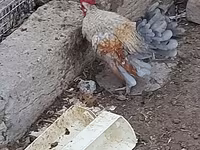 Chickens — फ़ोटो 2