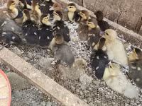 Ducks — Foto 2