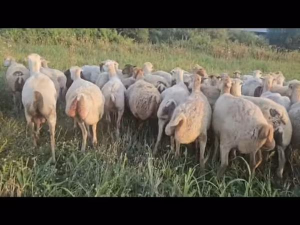 Schaf, Schafe