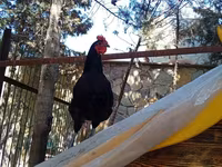 Chickens — foto 3