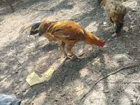 Chickens — फ़ोटो 4