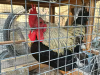 Chickens — Foto 1