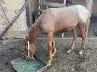 Caballos (lote, sexo no especificado), Caballos — foto 1