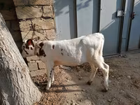 İnək, Simmental cattle — foto 5