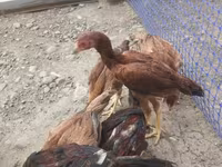 Chickens — फ़ोटो 2