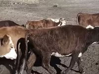 Kuh, Latvian Blue cattle — Foto 1