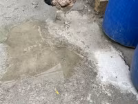 Chickens — फ़ोटो 2