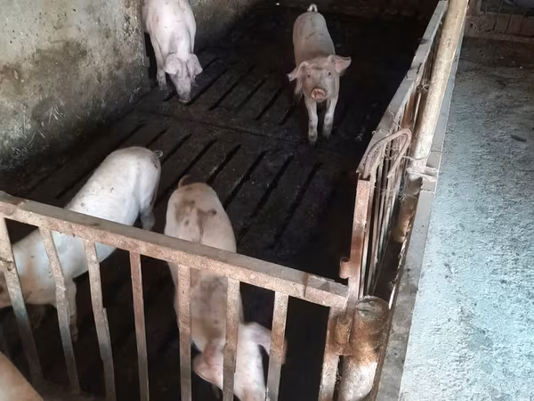 Sow, Дюрок