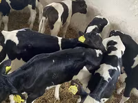Toro, Raza Holstein — foto 4