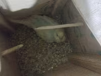 Dalmatin və mavi tonlarda iki cüt dalğıç (hulland) büdcə papuqayı — Foto 3