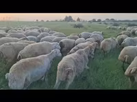 نعجة, الأغنام — الصورة 1