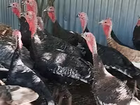 Turkeys — Foto 4
