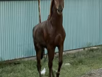 Hengst, Kazakh horse — Foto 3