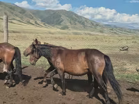 Yegua, Caballos — foto 8