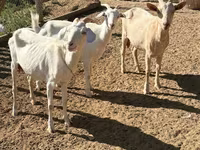 Goat, Saanen goat — photo 5