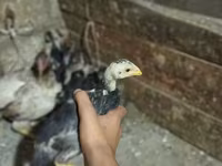 Chickens — الصورة 2