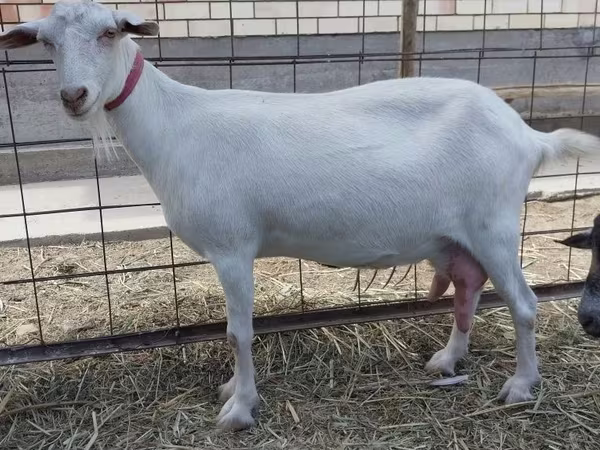 Ziege, Saanen goat