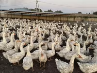 Geese — الصورة 7