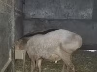 Widder, Arashan sheep — Foto 8