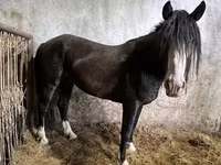 Hengst, Kazakh horse — Foto 1