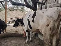Sigir, Gollandiyalik zot — 6-rasm