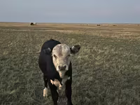 Бұқа, Герефорд — 6-сурет