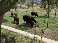 Sheep, Edilbay sheep — photo 1