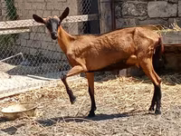 Ешкі, Alpine goat — 2-сурет