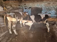 सांड, मवेशी — फ़ोटो 1