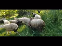 نعجة, الأغنام — الصورة 3
