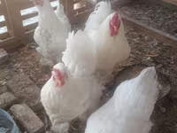 Chickens — Foto 7