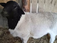 Widder, Dorper sheep — Foto 3