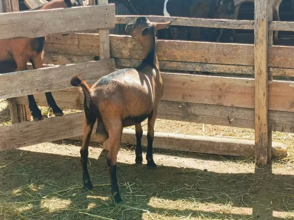 تيس, Alpine goat