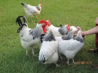 أدلر سيلفر — الصورة 1