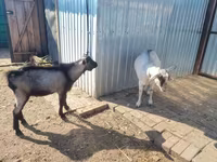 Dişi keçi, Alpine goat — foto 2
