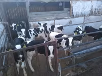 Bulle, Holstein-Rasse — Foto 4