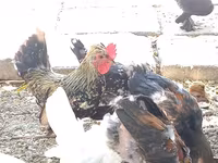 Japanisches Bantam — Foto 3