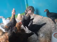 Chickens — Foto 3