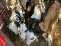 ІҚМ (топ, жынысы көрсетілмеген), Russian Black pied cattle — 3-сурет