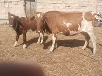 Sigir, Simmental cattle — 3-rasm