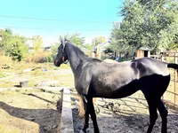 Toychoq, Arabian horse — 4-rasm