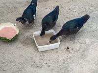 pato criollo doméstico — foto 3