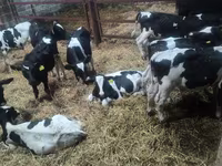 公牛, Russian Black pied cattle — 照片 2