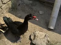 Ducks — الصورة 3